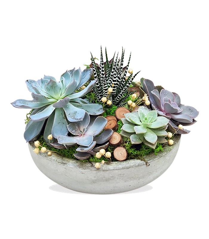 Sukulent Bahçesi Circle Deluxe