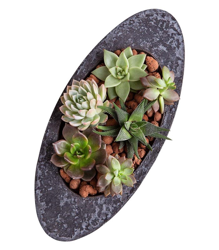 Sukulent Garden Oval Luxe