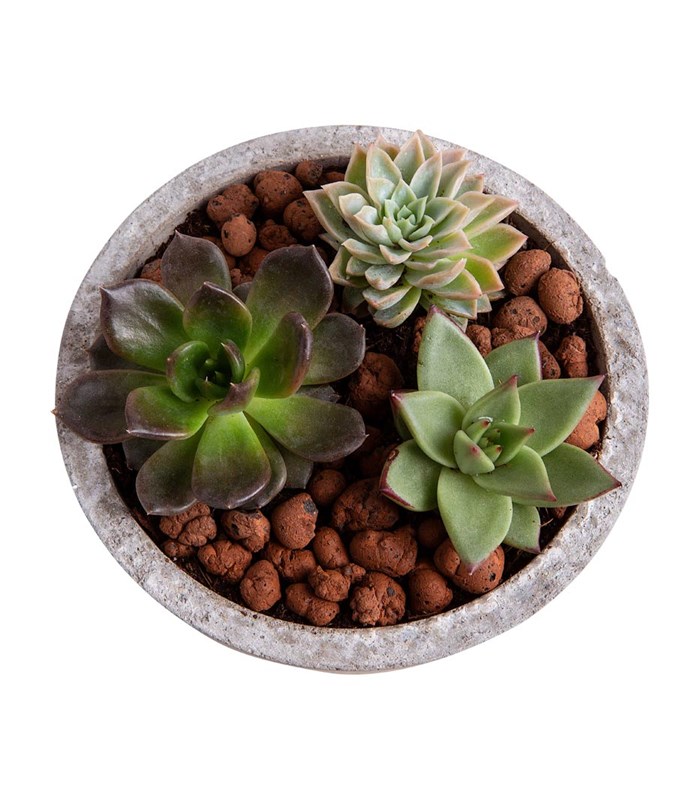 Sukulent Garden Yuvarlak