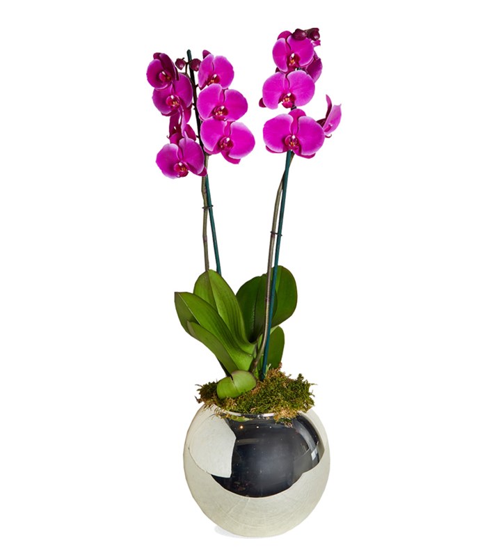 Fuşya Orkide Luxe 2 Dallı