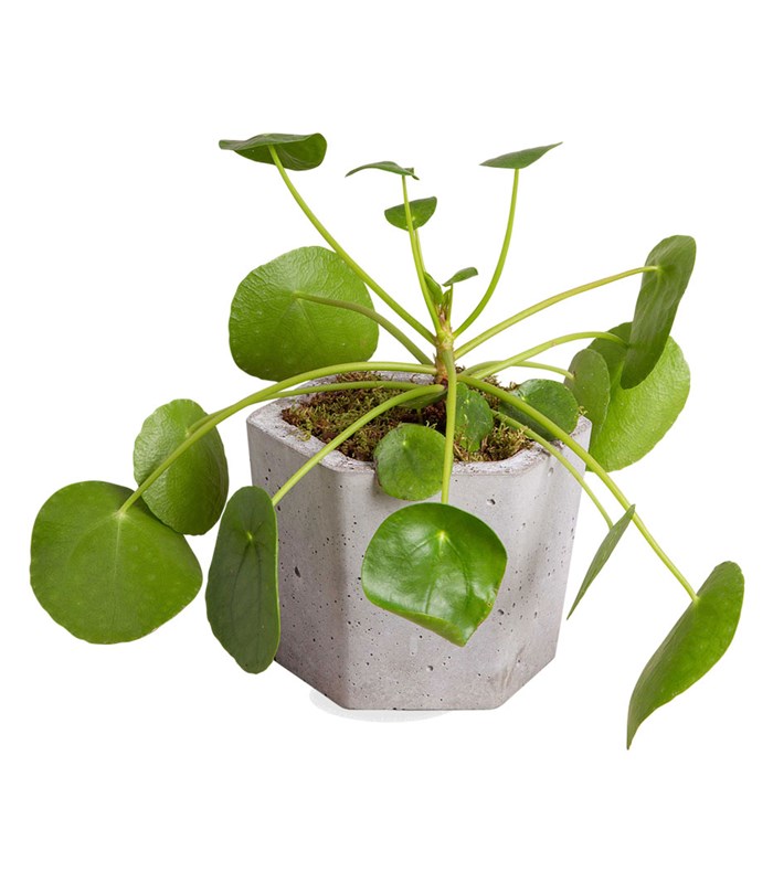 Pilea Altıgen Saksı