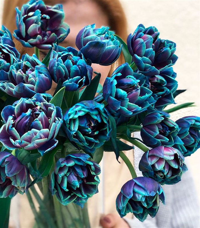 Vazoda 20 Galaksi Laleler