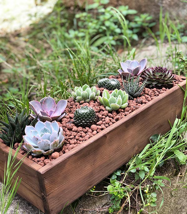 Wooden Deluxe Succulent Forest