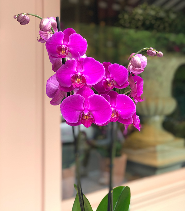 Fuchsia Orchid Silver