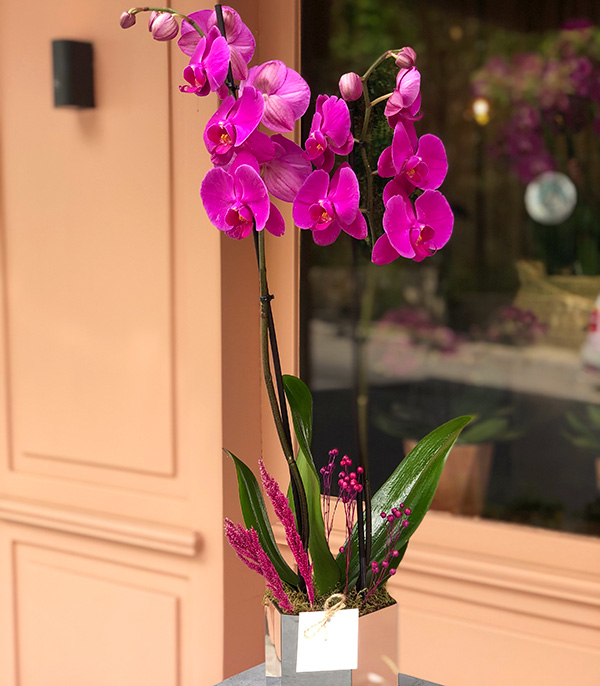 Luxe Silver Vase Orchid Fuchsia
