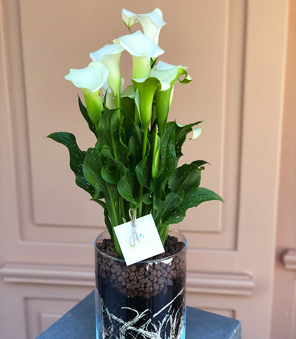 White Gala in Glass Flower Pot