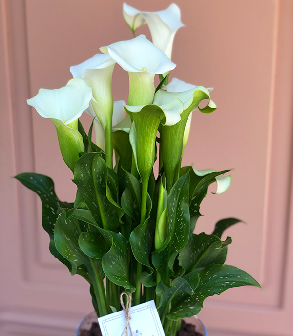Cam Saksıda Beyaz Gala Çiçeği