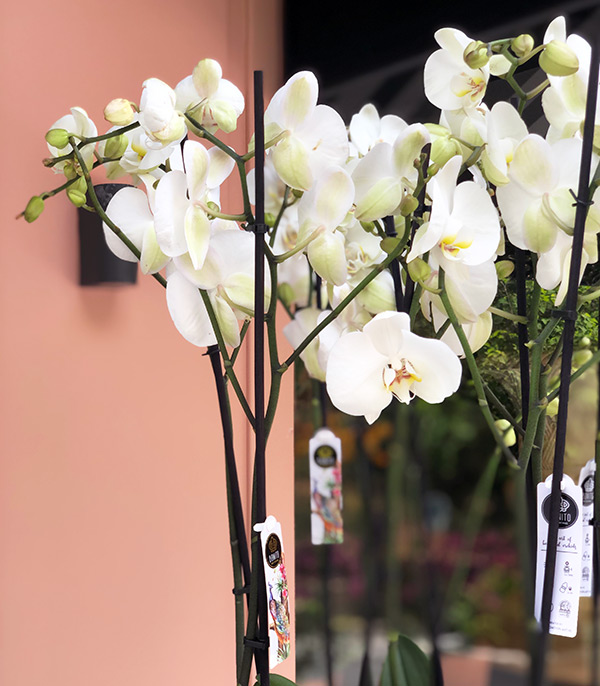 Grand White Orchids in Basket