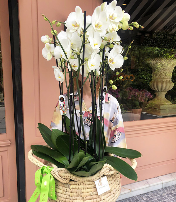 Grand White Orchids in Basket