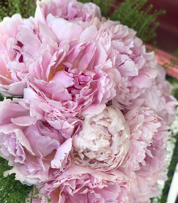 Powder Pink Peony Bridal Bouquet
