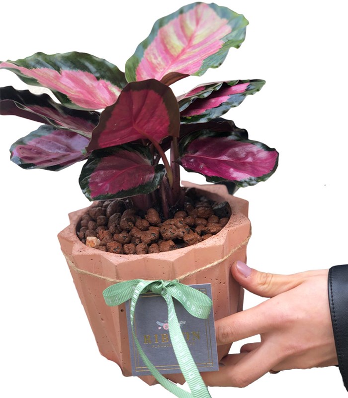 Calathea Bitkisi