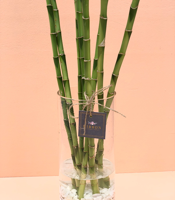 8 Lucky Bamboos 100 cm