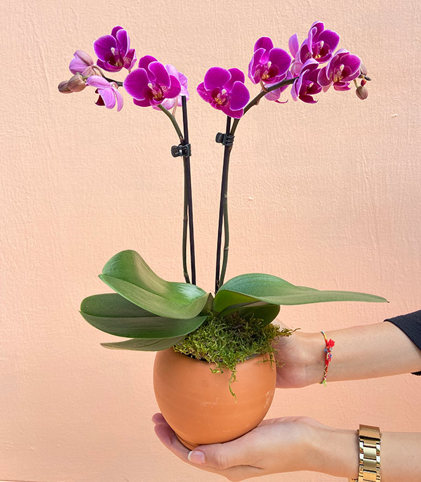 Mini Fuchsia Bellisimo Orchid Ceramic Pot