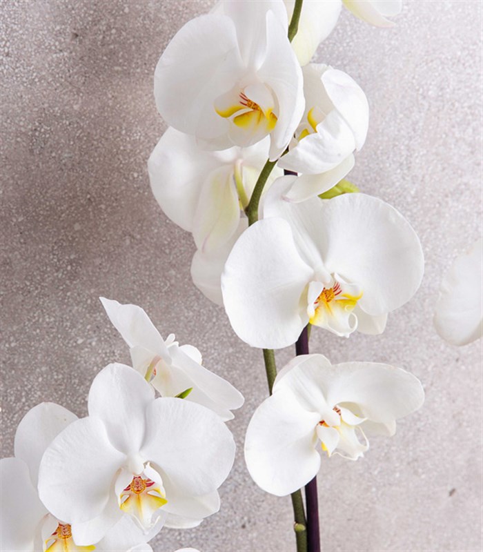 Beyaz Orkide Quatro Deluxe 4 Dal