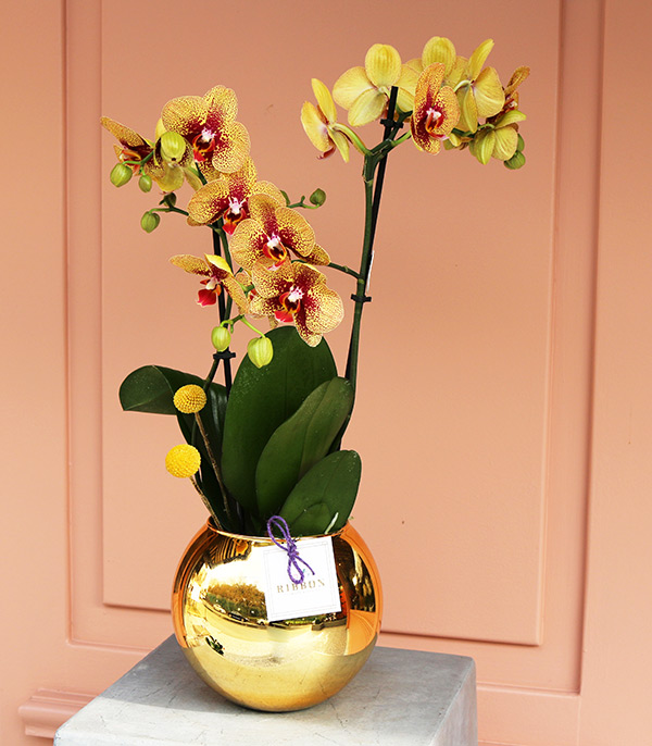 Luxe Gold Vazoda Orkide Sarı