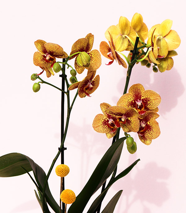 Luxe Gold Vase Orchid Yellow