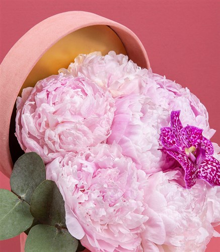 Clara Pembe Kutuda 7 Pembe Şakayık