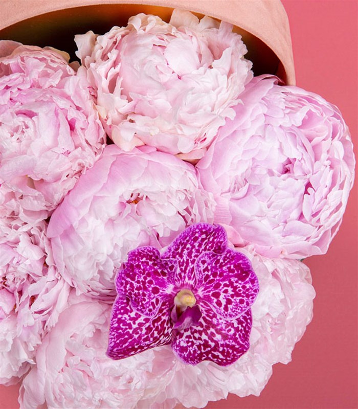 Clara Pembe Kutuda 7 Pembe Şakayık