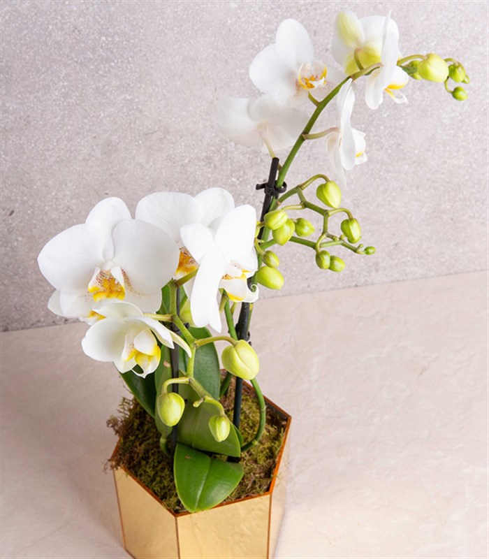 Beyaz Bellisimo Orkide Gold