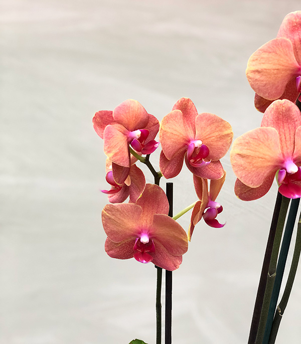 Seramik Saksıda 3 Dallı Narçiçeği Orkide_çiçek detay