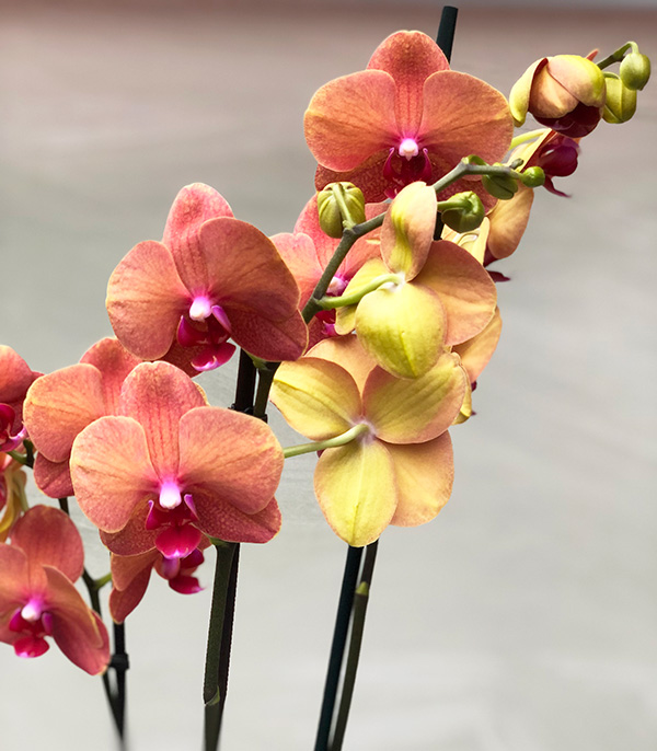 Seramik Saksıda 3 Dallı Narçiçeği Orkide_detay