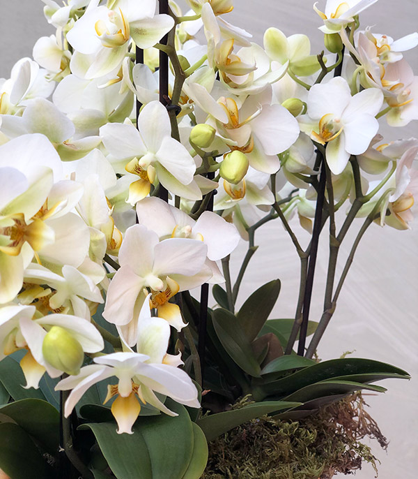 Grand Gold Saksıda Beyaz Bellisimo Orkide