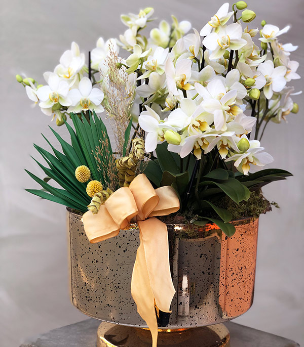 Grand Gold White Bellisimo Potted Orchid