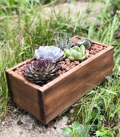 Wooden Succulent Forest_General View
