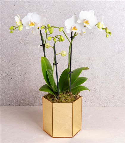 White Bellisimo Orchid Gold_General View