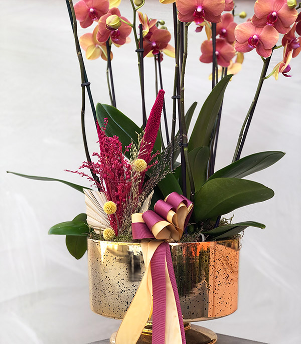 Royal Deluxe Gold Potted Orchid 8 Branches Coral