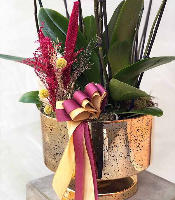 Royal Deluxe Gold Saksı 8 Dallı Orkide Narçiçeği