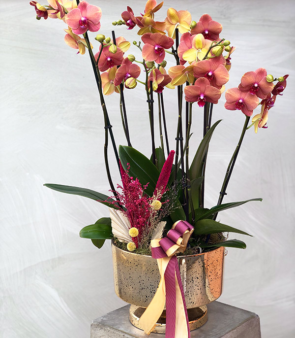 Royal Deluxe Gold Potted Orchid 8 Branches Coral