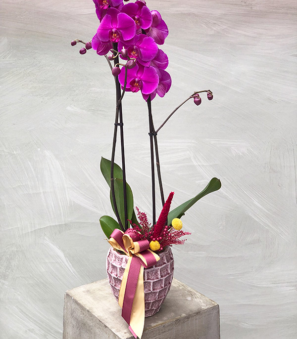 Fuchsia Ceramic Potted Orchid