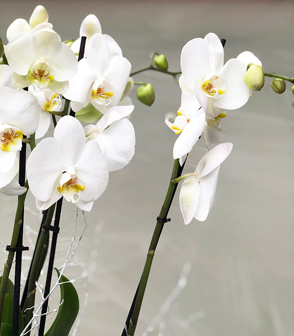 Grand Gold Saksıda Beyaz Orkide