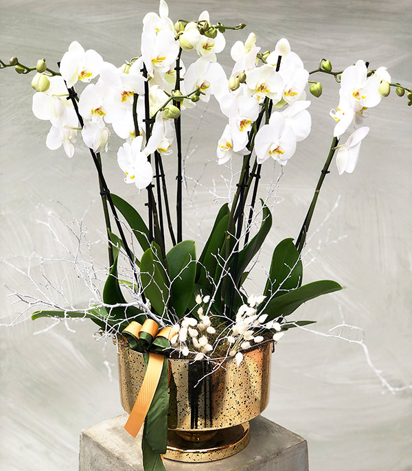 Royal Deluxe Gold Potted Orchid 8 Branches White