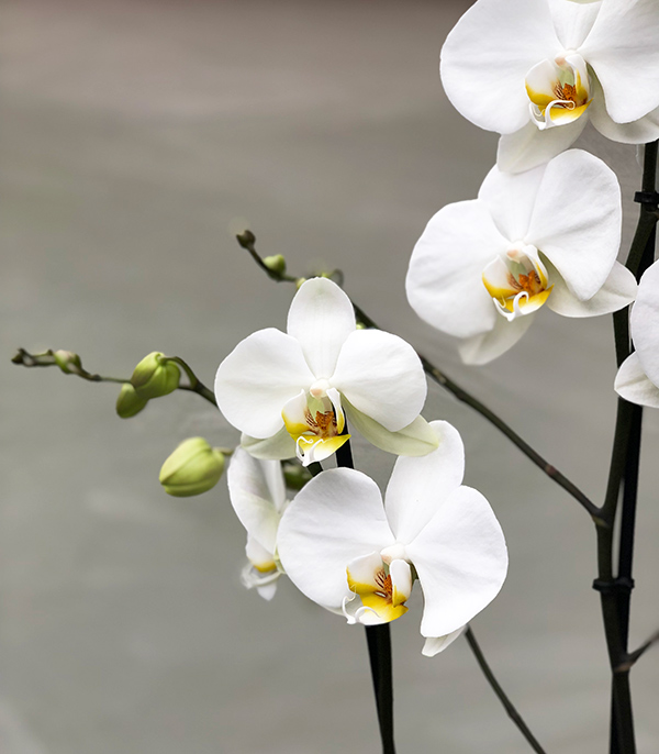White Ceramic Potted Orchid