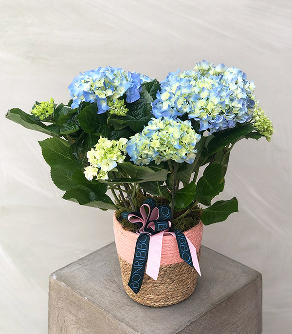 Blue Hydrangea in Pot