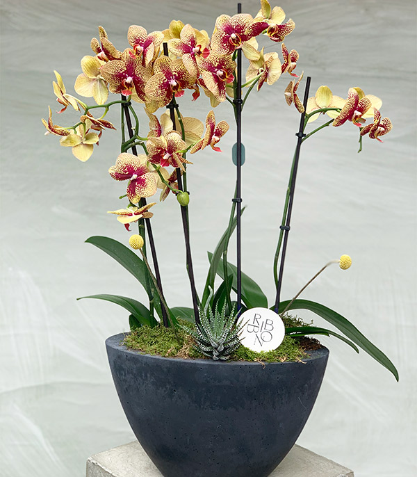 Yellow Orchid Quatro in Concrete Pot