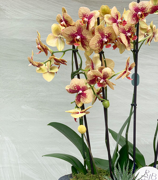 Beton Saksıda Sarı Orkide Quatro
