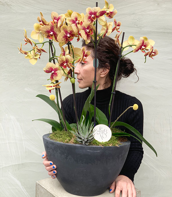 Yellow Orchid Quatro in Concrete Pot