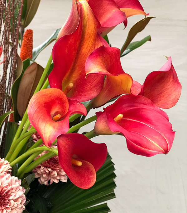 Phoenix Orange Gala Orchid Anastasya Deluxe Arrangement