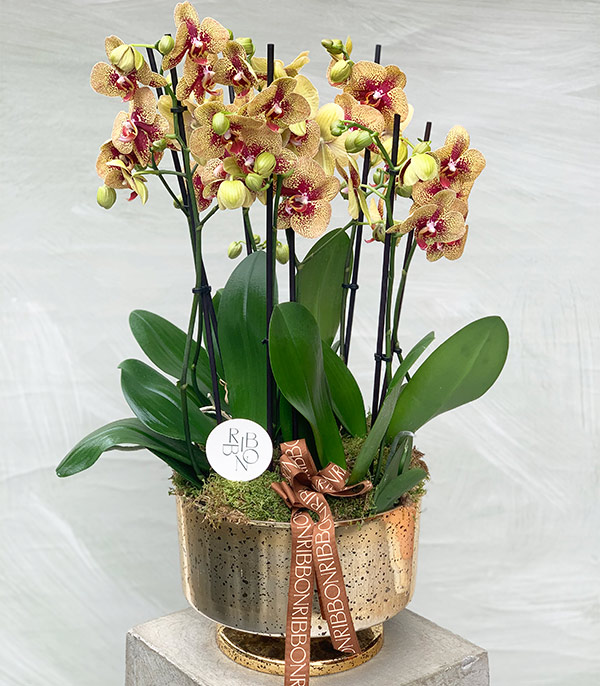 Grand Gold Yellow Potted Orchid