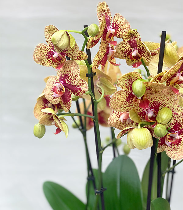 Grand Gold Yellow Potted Orchid
