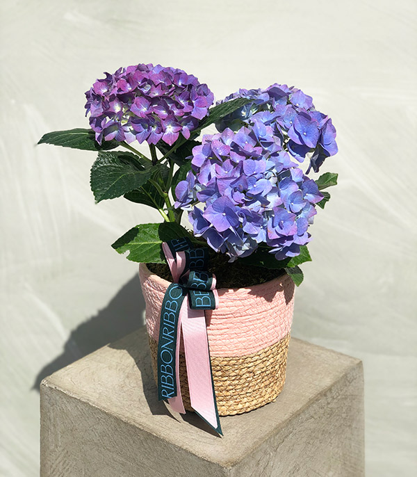 Purple Hydrangea in Basket