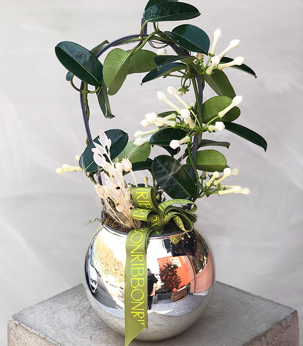 White Jasmine Flower in Silver Ball Vase