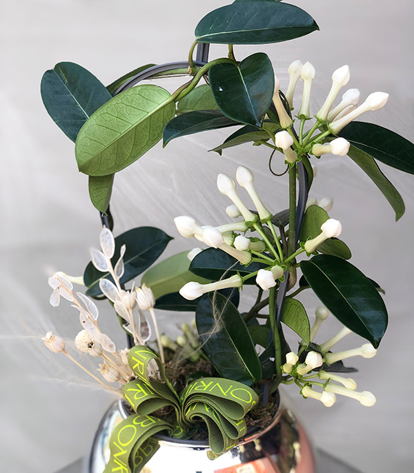 White Jasmine Flower in Silver Ball Vase
