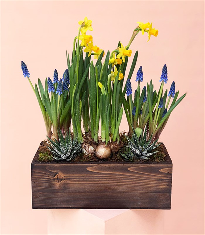 Ahşap Kasada Ekili Nergis Muscari Sukulent Bahçesi