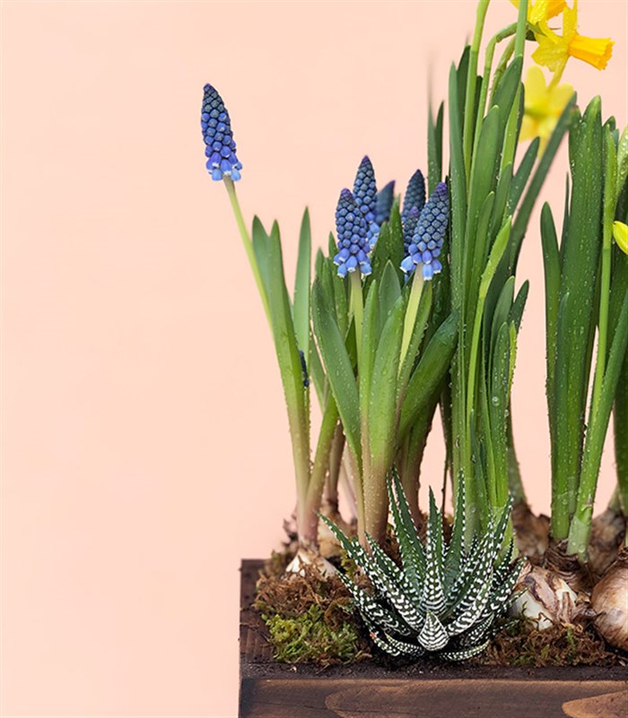 Ahşap Kasada Ekili Nergis Muscari Sukulent Bahçesi