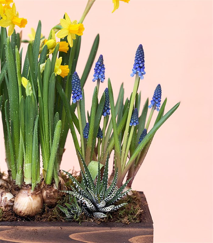 Ahşap Kasada Ekili Nergis Muscari Sukulent Bahçesi
