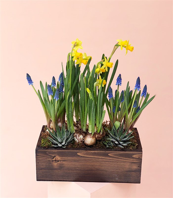 Ahşap Kasada Ekili Nergis Muscari Sukulent Bahçesi